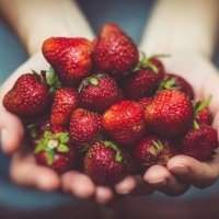 Cueillette de Fraises - Samedi 25 mai 2024 de 10h30 à 12h30